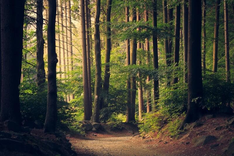 A winding path through a sunlit forest representing the life journey and divine alignment of angel number 1010